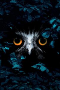 Inside the Forest Seasons of Wonder: Season 1